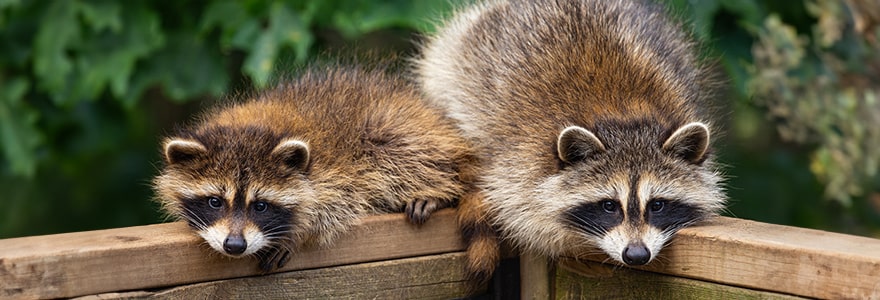 Two raccoons sitting on a wood fence